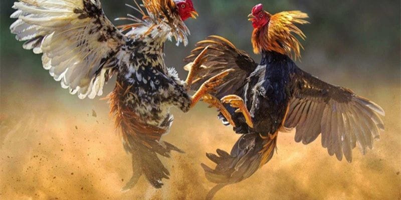 23WIN Đá Gà Cựa Sắt
